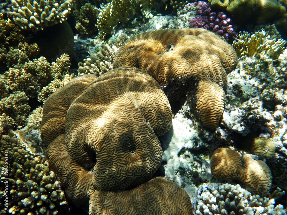 Coral Leptoria phrygia in red sea