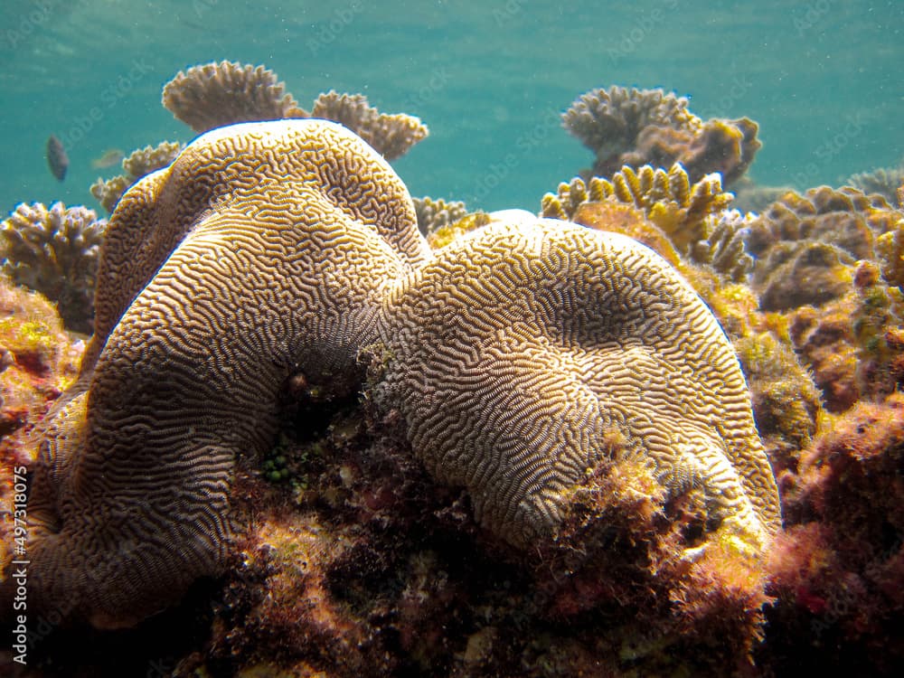 Leptoria Phrygia - Uniformed coral - Hard coral