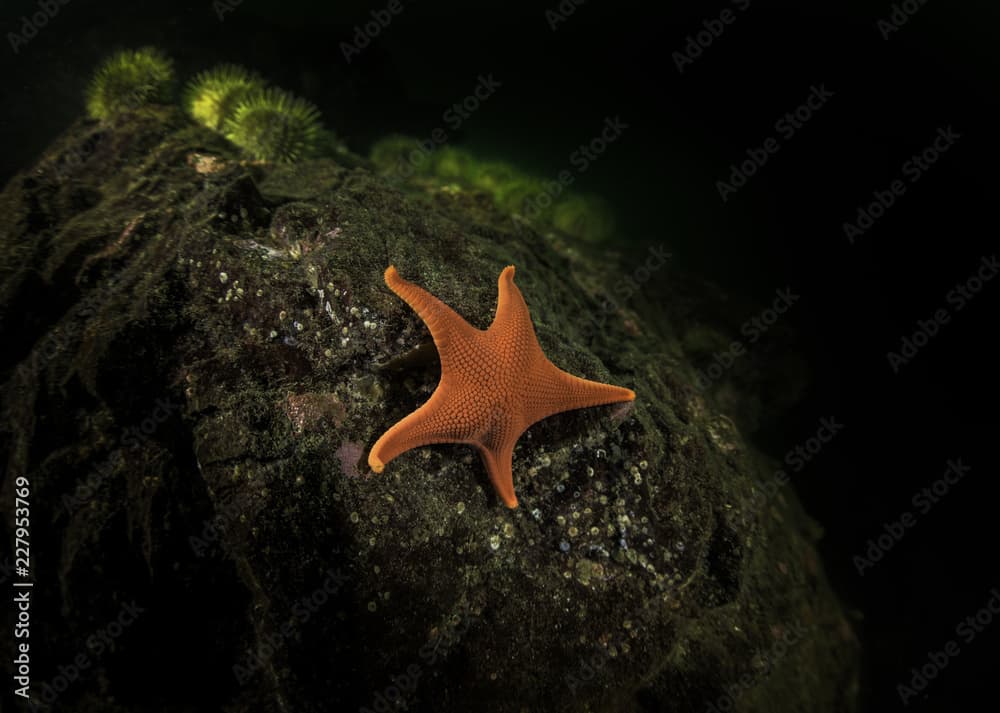 Vermillion Sea Star