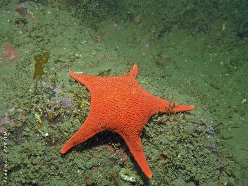 Vermillion Star (Mediaster aequalis)