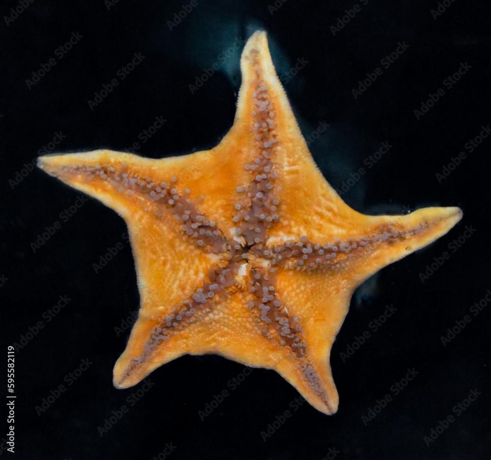 (Patiria miniata) starfish from the ventral side on the glass of the aquarium