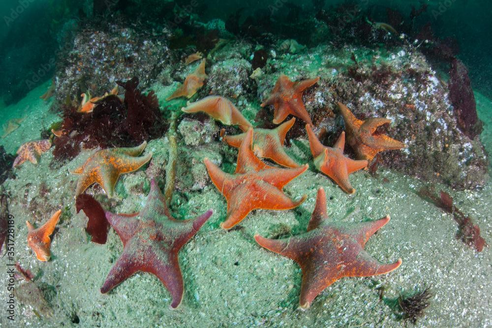 Colorful Bat stars, Patiria miniata, crawl over the seafloor in a kelp forest along the California coast. Kelp forests support a surprising and diverse array of marine biodiversity.