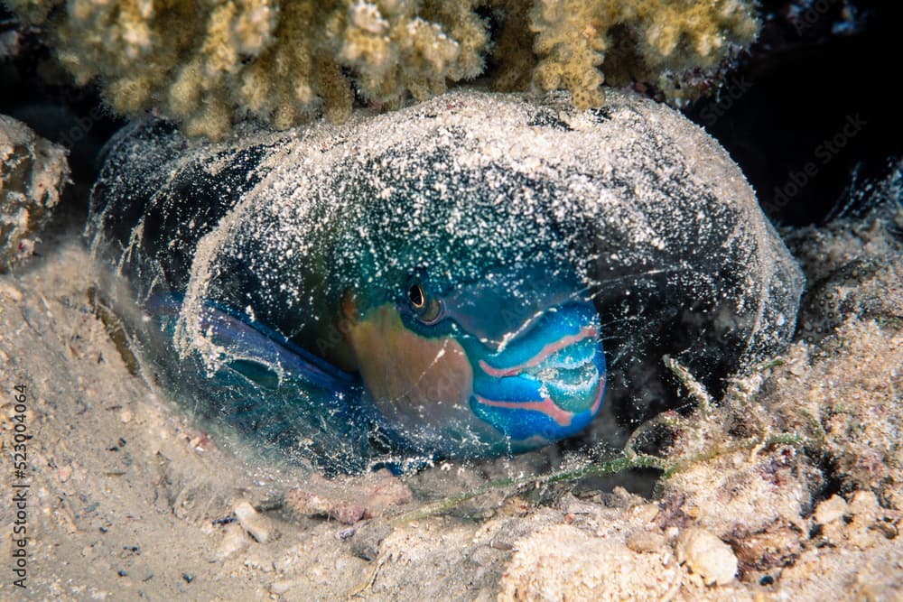 Fivesaddle parrotfish, Scarus scaber, The Barge shipwreck, Bluff Point, Red Sea, Egypt