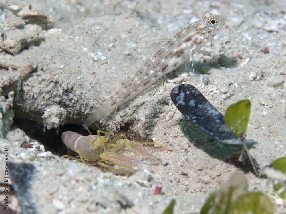 Gold-streaked prawn-goby and  Djeddah snapping shrimp