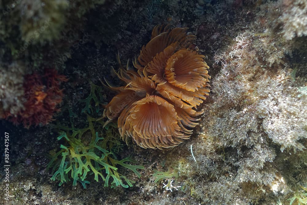 Twin fan worm (Bispira volutacornis) in Mediterranean Sea