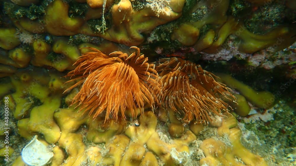 Spiral fan worm or twin fan worm (Bispira volutacornis) undersea, Aegean Sea, Greece, Halkidiki
