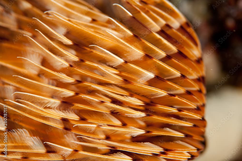 Closup on twin fan worm or spiral fan worm Bispira volutacornis