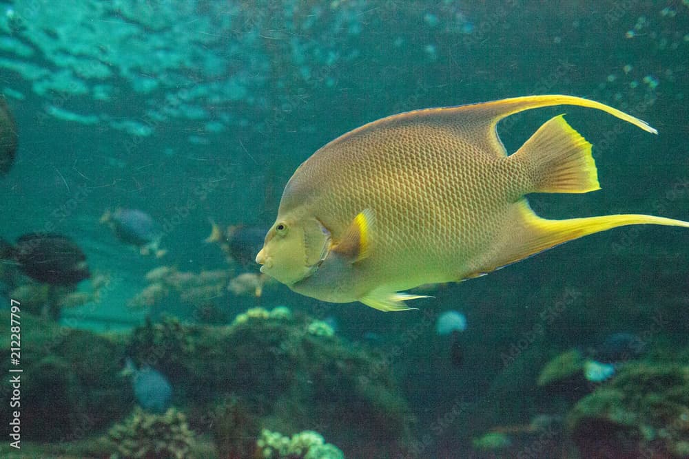 Bermuda blue angelfish Holacanthus bermudensis