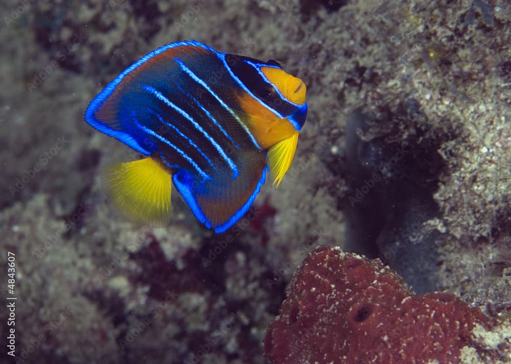 Blue Angelfish, Holacanthus bermudensis