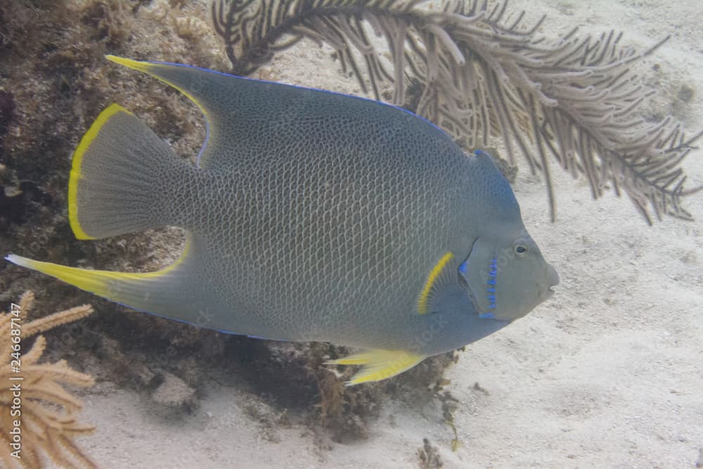 Blue Angelfish on Coral Reef