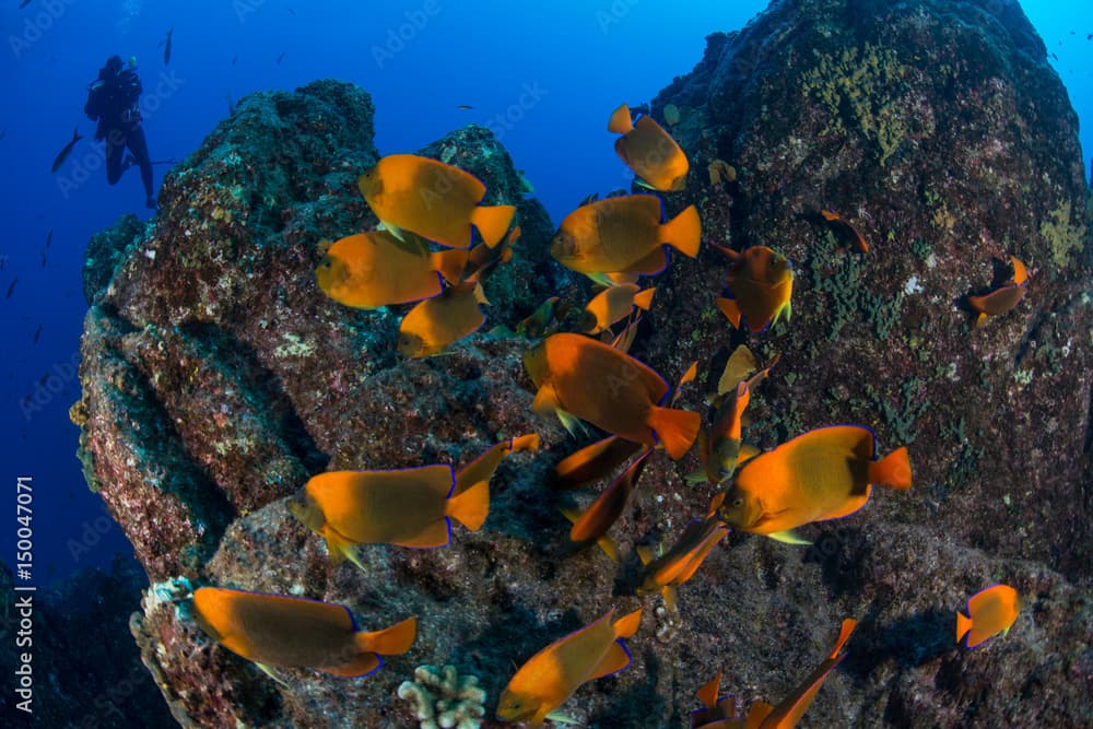 Scuba diver and angel fish (Holacanthus clarionensis) around rocks, Socorro, Colima, Mexico