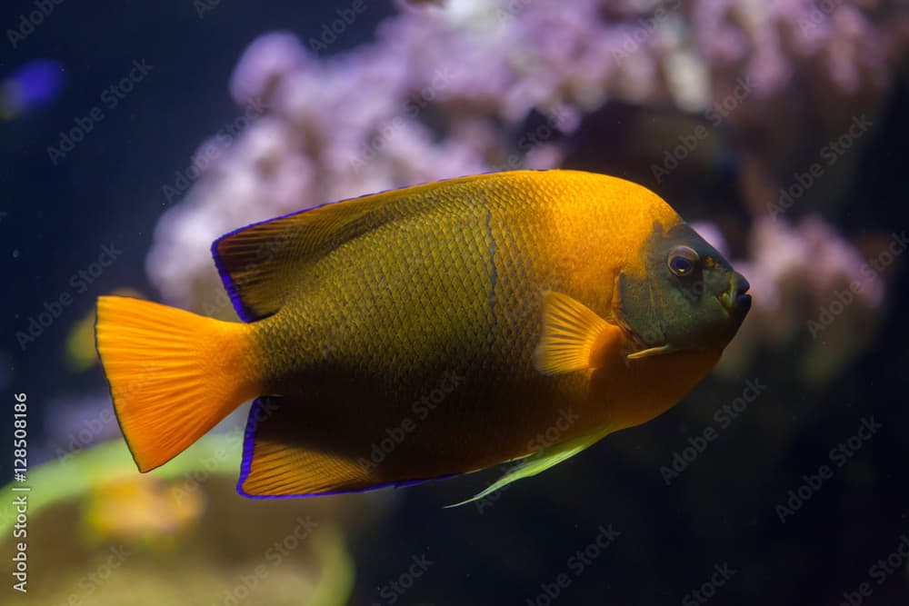 Clarion angelfish (Holacanthus clarionensis).