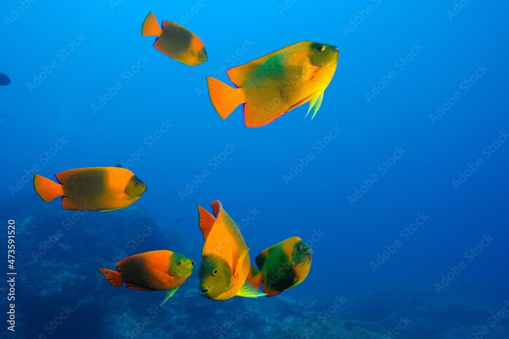 Clarion angelfish gathering, Holacanthus clarionensis, Revillagigedo Islands, Roca Partida, Mexico