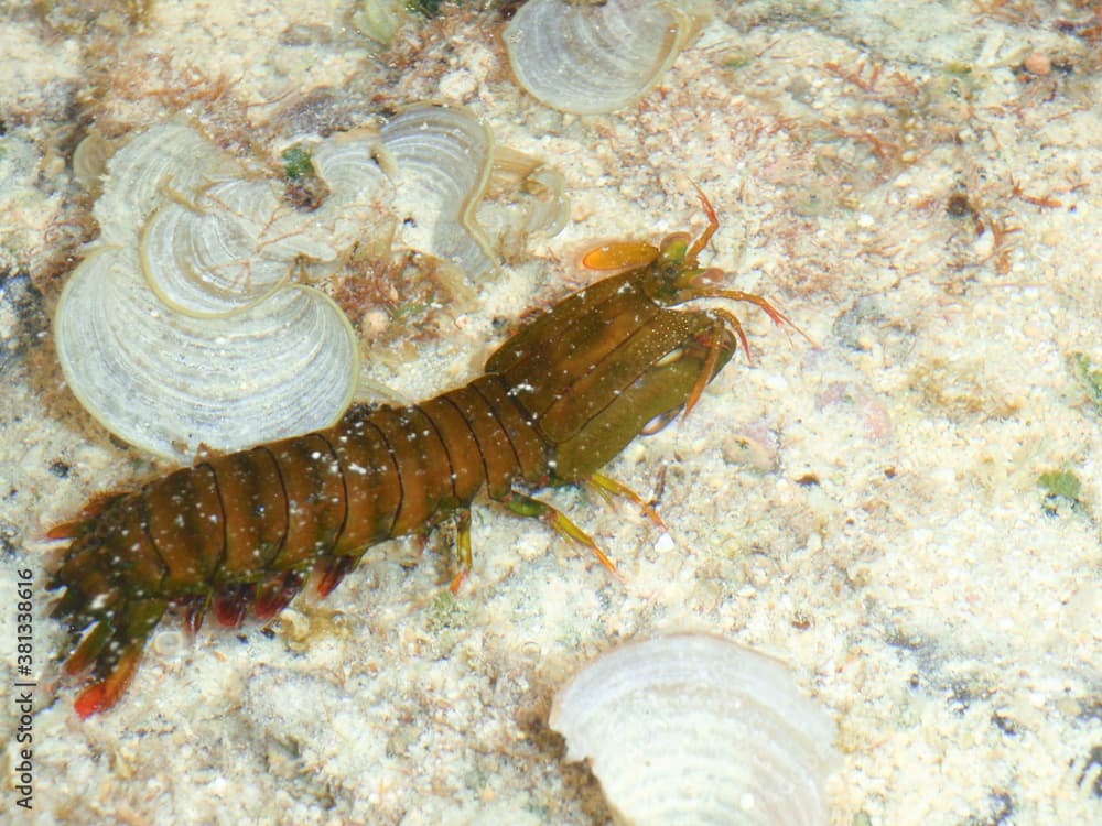 Gonodactylus chiragra in Kuroshima Island, Okinawa Prefecture