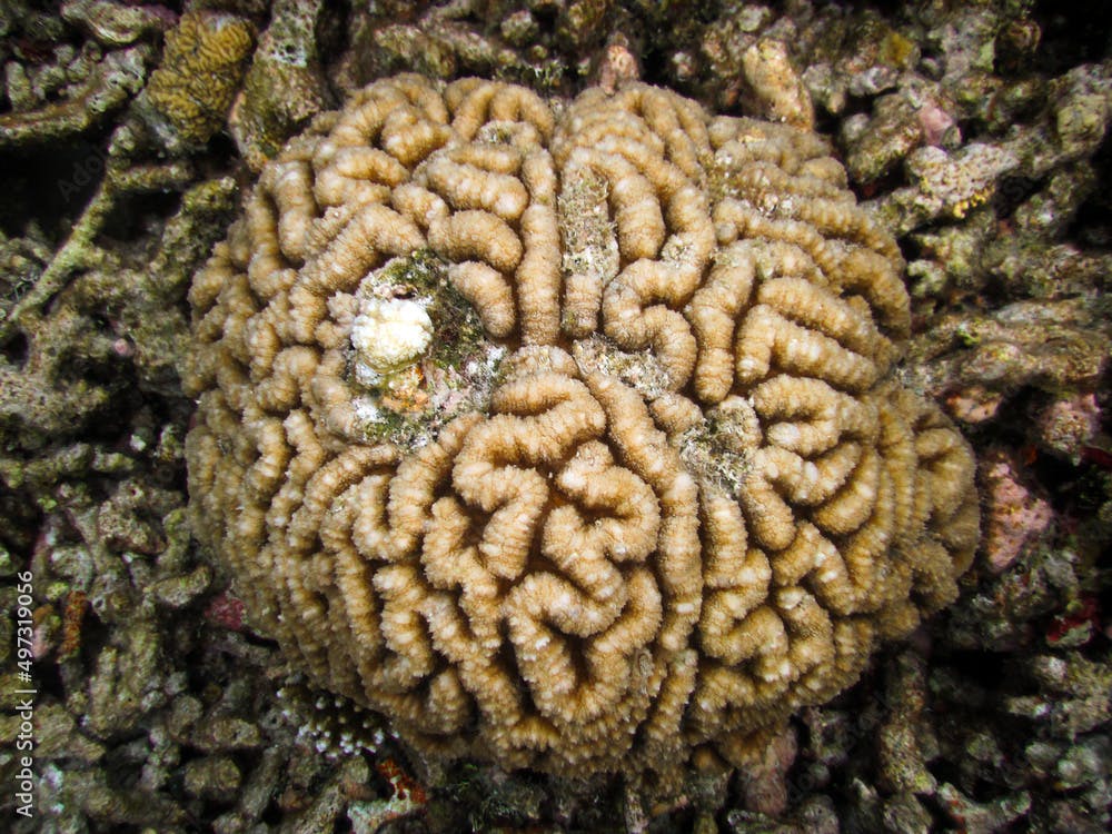 Symphyllia recta - Brain coral in Maldives full length
