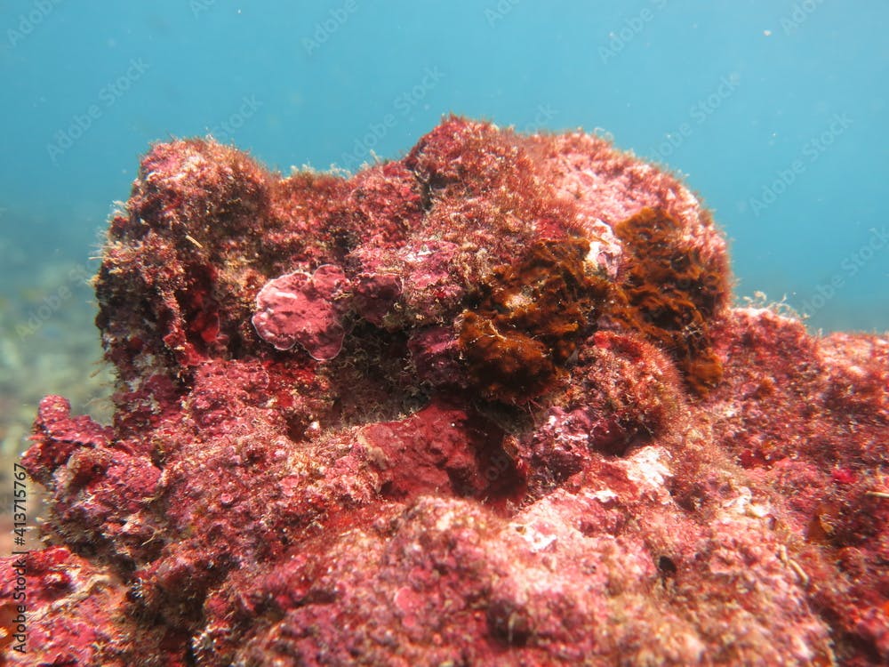 The coralline algae attached on rock at sea bottom