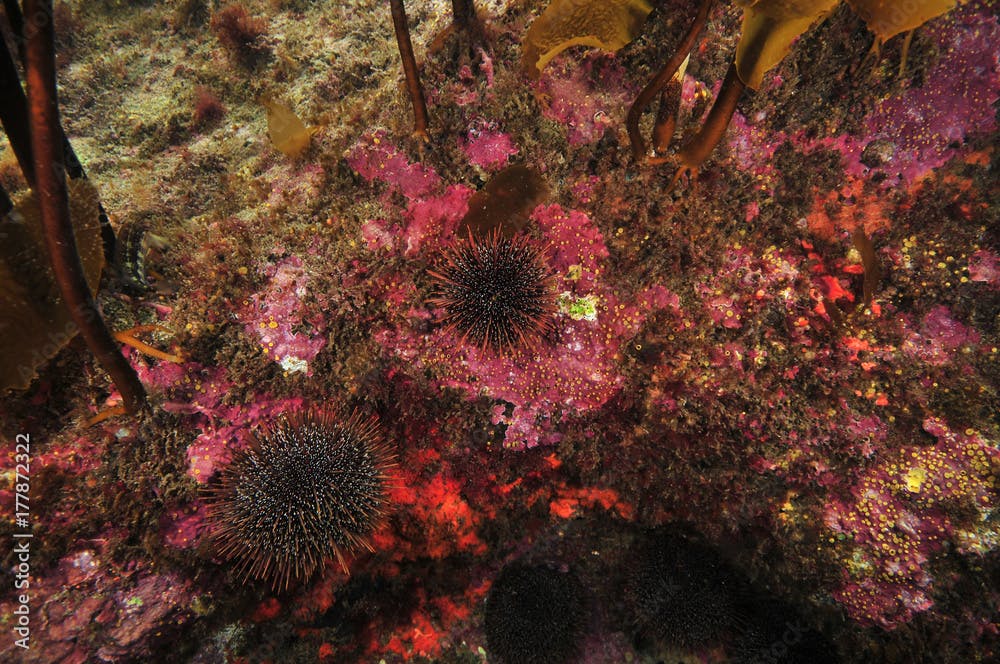 Rocky reef in shade of kelp canopy covered with encrusting invertebrates and hard coralline algae with some sea urchins on it.
