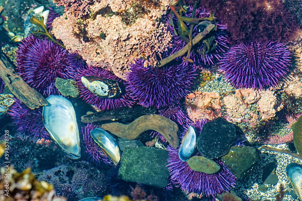 Closeup of Tidepools on Oregon Coast