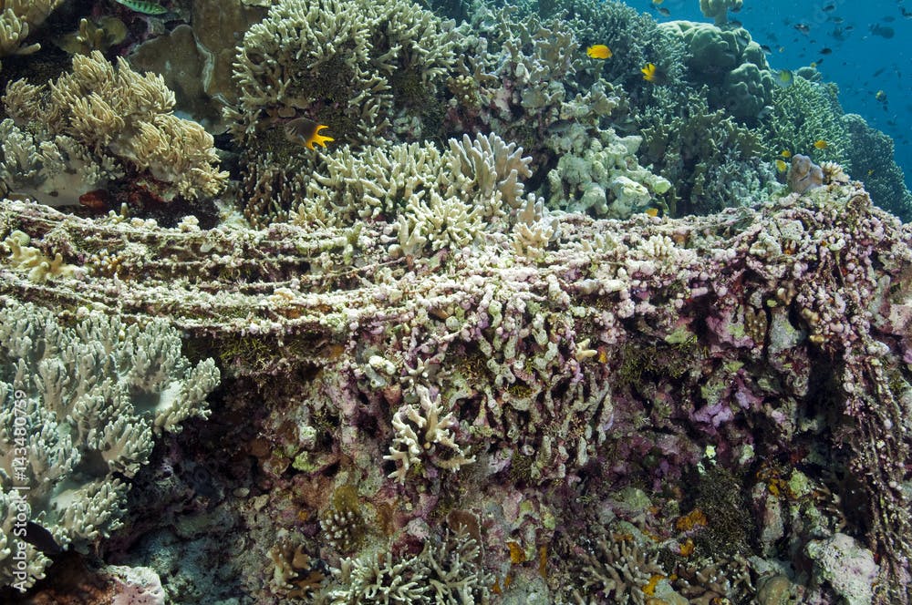 Entangled fishing net covered with coralline algae Sulawesi Indonesia