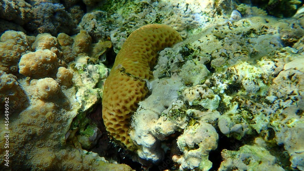 Small knob coral (Plesiastrea versipora) and Lesser star coral (Goniastrea edwardsi) undersea, Red Sea, Egypt, Sharm El Sheikh, Nabq Bay