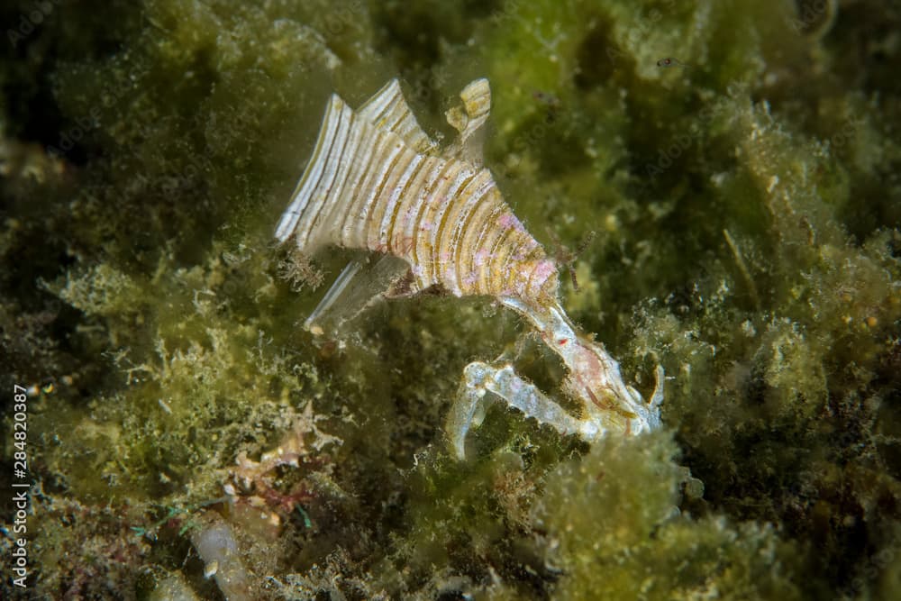 Marine life, Liuqiu island, Taiwan