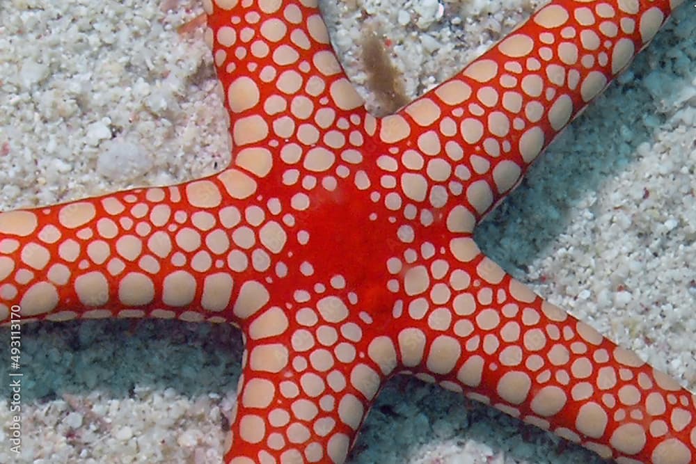 A Pearl Sea Star (Fromia monilis) in the Red Sea, Egypt