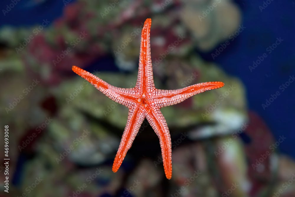 Tiled Sea Star, Necklace or Marble Starfish, Fromia Monilis, viewed from underneath and showing the mouth