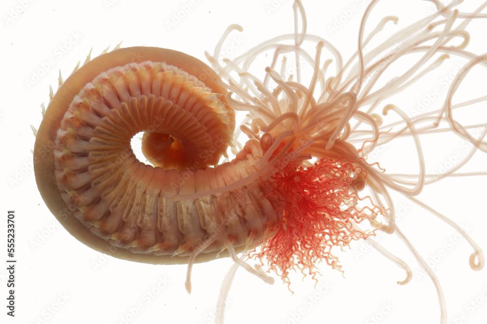 A spaghetti worm with tentacles radiating out from a central burrow.; Oahu Island, Hawaiian Islands.