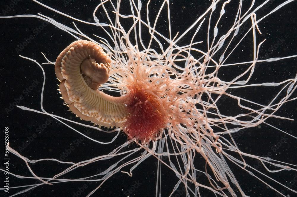 A spaghetti worm with tentacles radiating out from a central burrow.; Oahu Island, Hawaiian Islands.