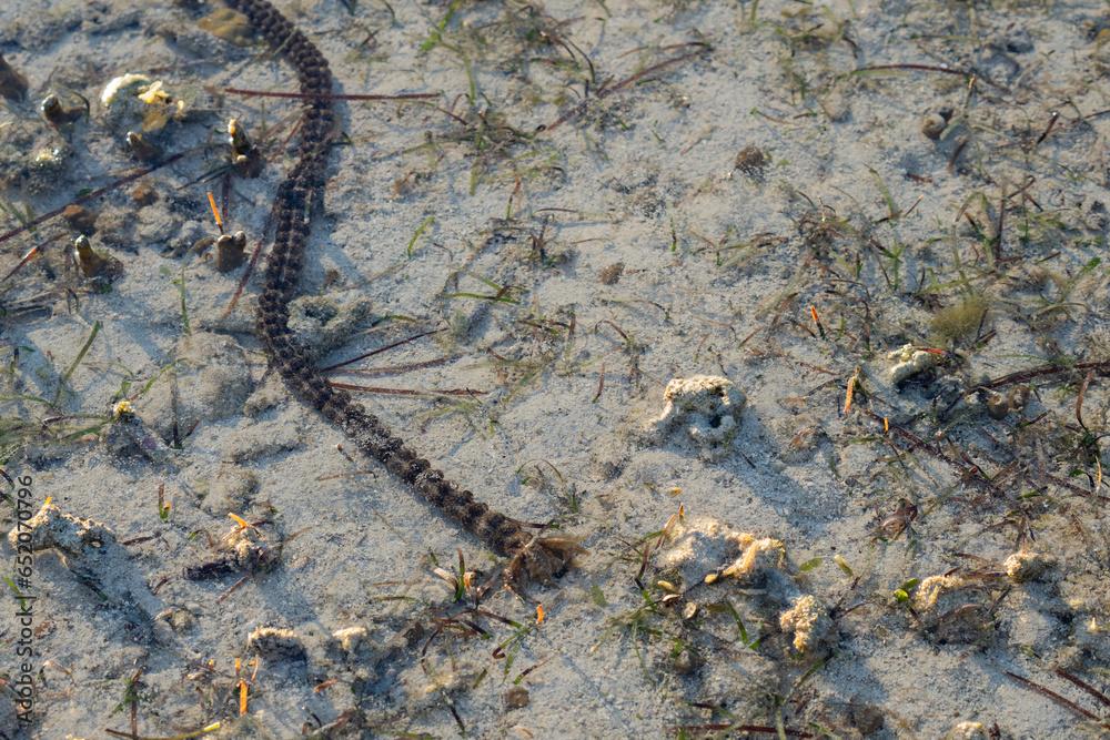 Sea worm or sea cucumber in shallow water of Fiji