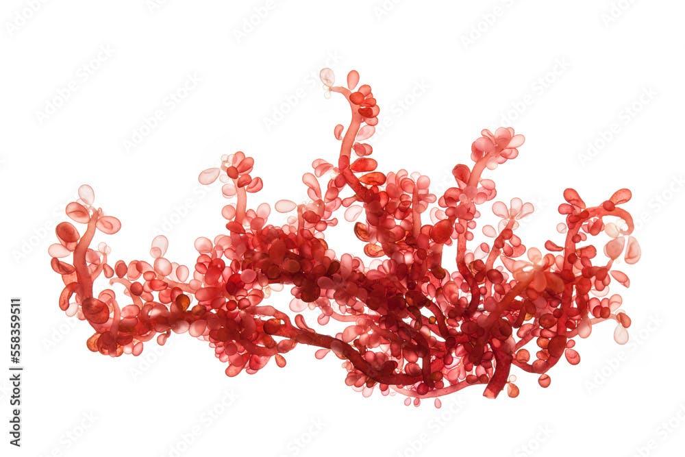 red sea grapes seaweed isolated on white background.