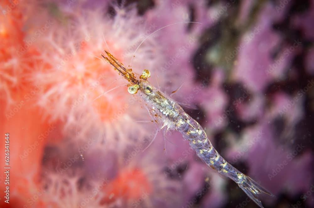 Opossum shrimp swimming underwater in the St. Lawrence River in Canada