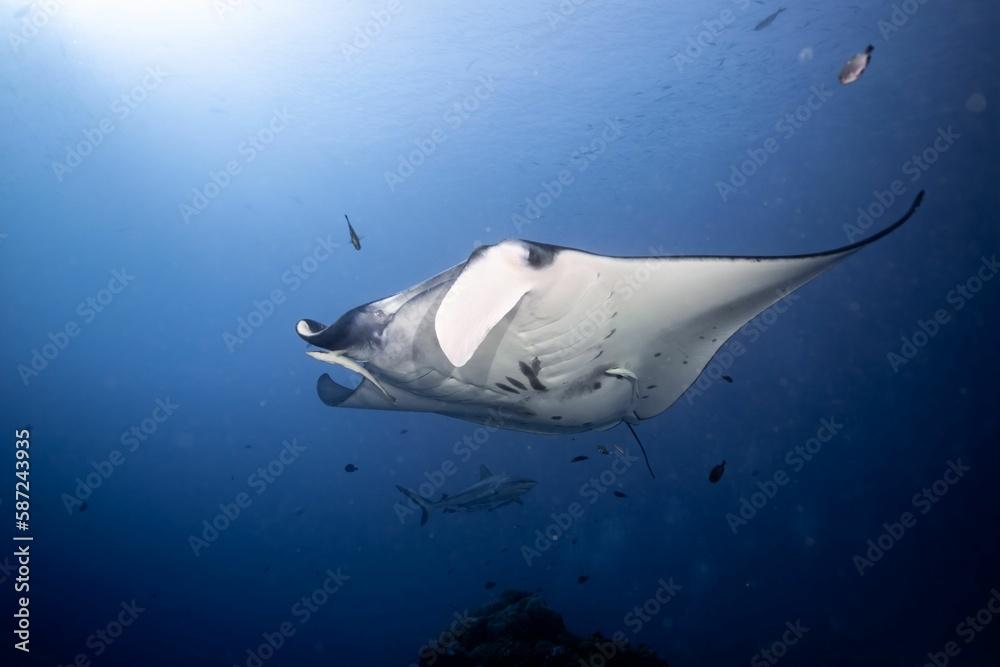 Reef manta ray swimming in the deep blue water