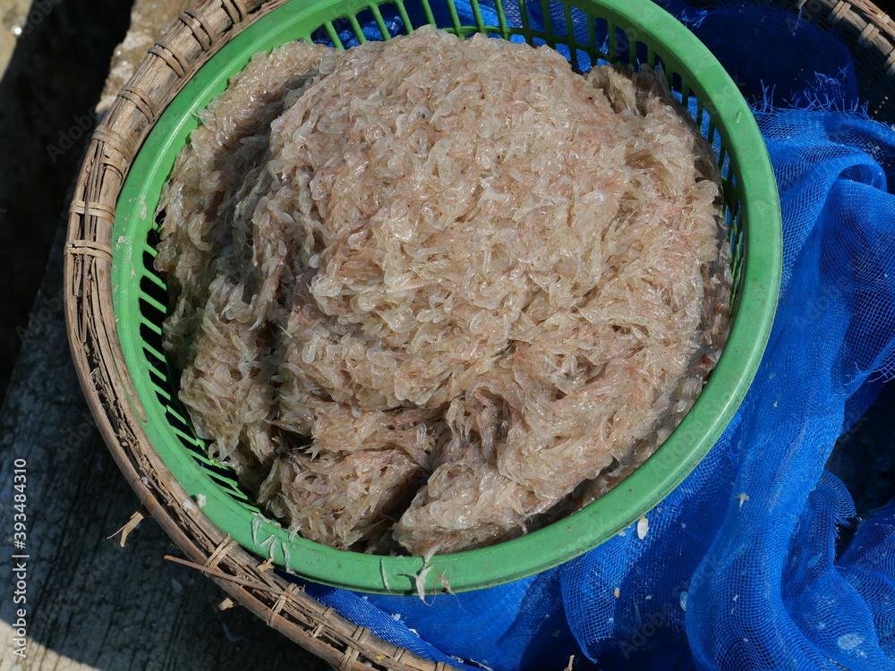 Group of fresh Krill or Opossum shrimp in a green container, Plankton that fishermen trap for cooking