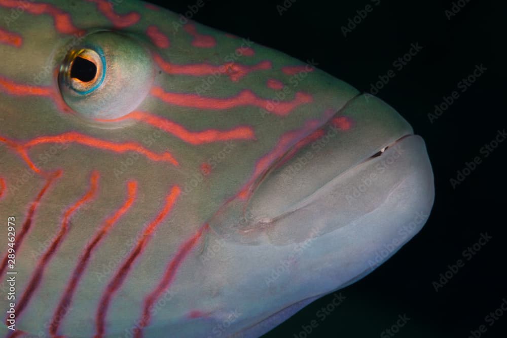 Bicolour Parrotfish - Cetoscarus bicolor