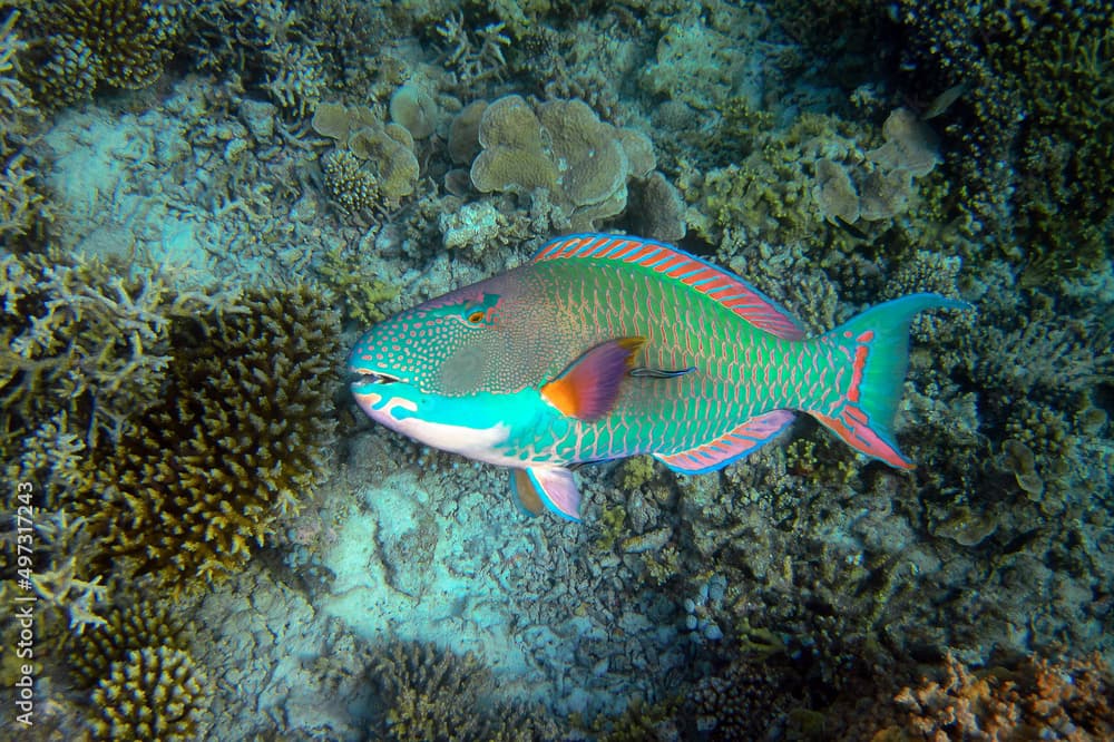 Bicolour Parrotfish - Cetoscarus Bicolor