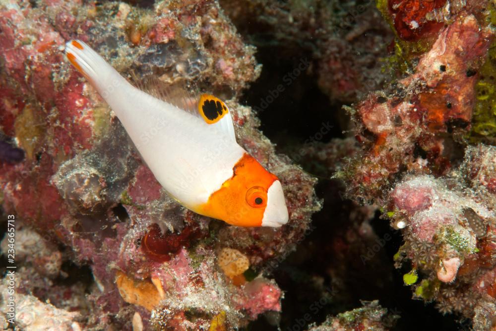 Bicolor parrotfish, juvenile ( Cetoscarus bicolor ) swimming among corals of Bali, Indonesia