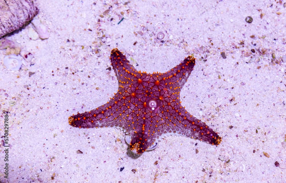 Noduled sea star (Fromia nodosa) underwater on the bottom of the sea