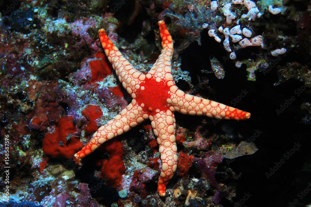 Noduled sea star