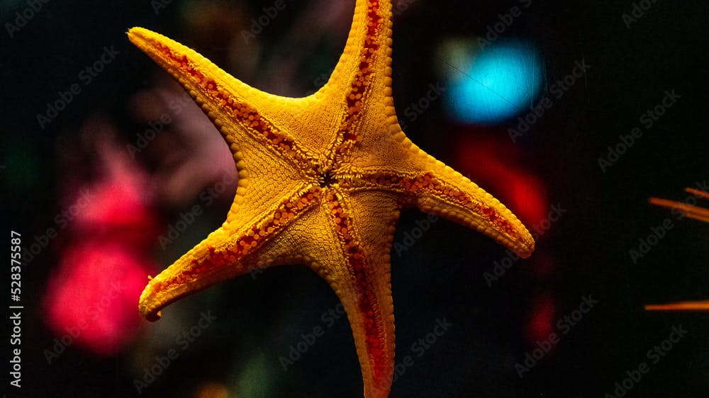 Nodule sea star (Fromia nodosa) underwater on the bottom of the sea. Close up of a sea star also known as starfish. 