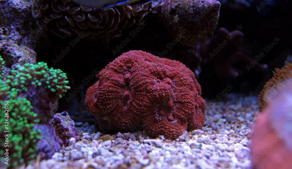 Lobophyllia LPS coral