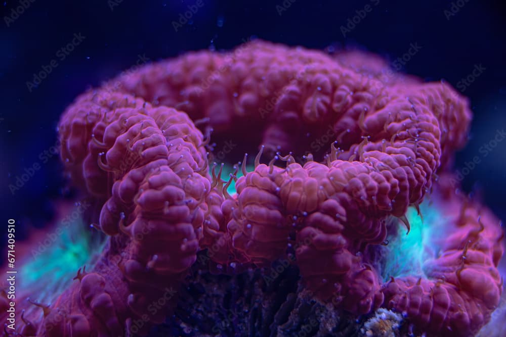 marine LPS coral Trachyphyllia, Lobophyllia macro photo, selective focus