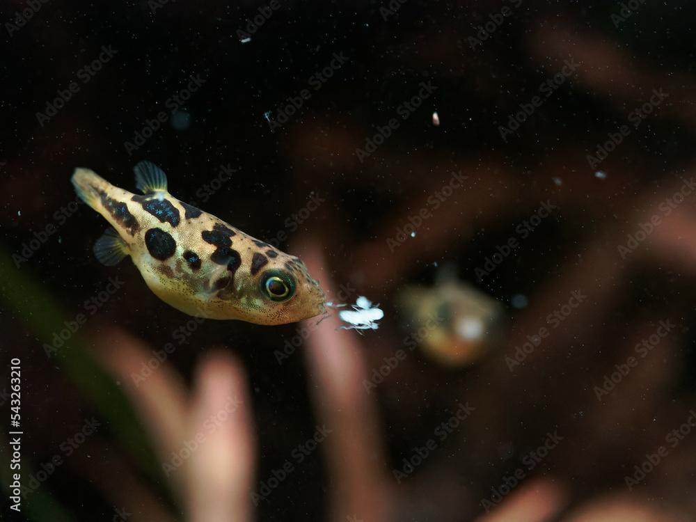 Dwarf pea puffer (Carinotetraodon travancoricus) about to swallow mysis shrimp during feeding while another fish watches