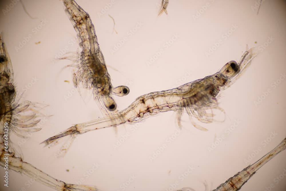 Closeup mysis stage of Vannamei shrimp in light microscope, Shrimp larvae under a microscope, Shrimp, White shrimp, Nauplius, Zoea, Mysis, Larvae. Background.