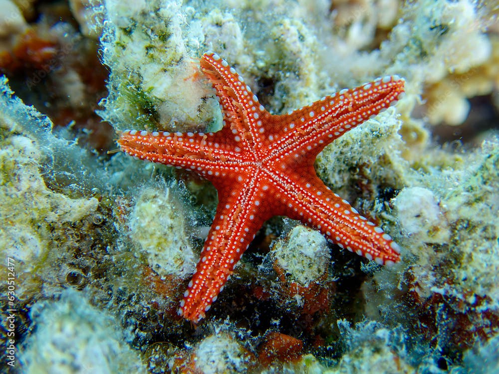 Ghardaqa red sea star - (fromia ghardaqana), underwater photo into the Red Sea