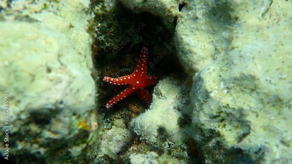 Ghardaqa sea star (Fromia ghardaqana) undersea, Red Sea, Egypt, Sharm El Sheikh, Nabq Bay
