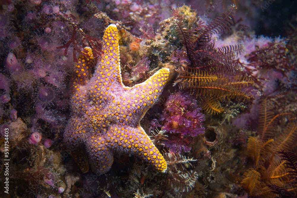 A Red Sea Star (Callopatiria granifera) on the reef underwater with a knobbly yellow-pink body and six arms