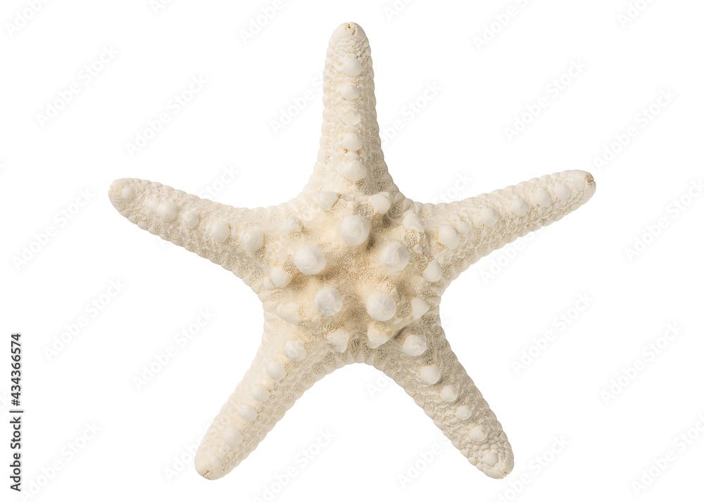 Natural Starfish. White Knobby Starfish. Dried Sea Star. Ocean beach animals. Summer vacation. Macro High resolution photo. Full depth of field. Top view isolated on white background.