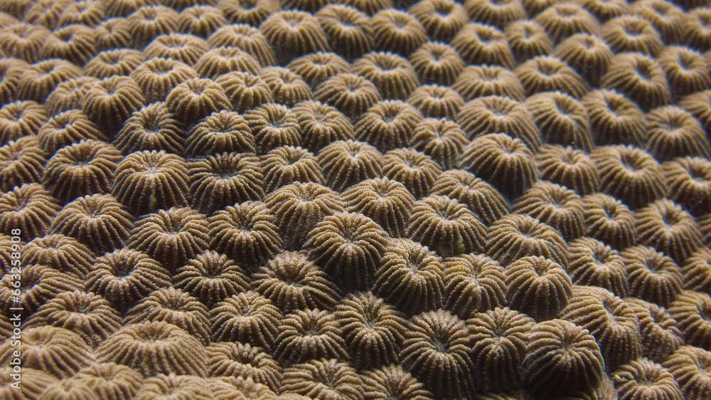 Diploastrea heliopora, commonly known as diploastrea brain coral or honeycomb coral. Coral polyp detail. Coral polyps background. Coral texture. Close-up of hard coral.