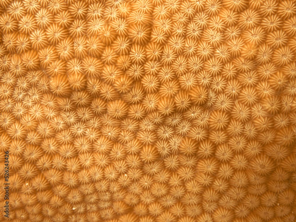 Hard compact coral texture, coral reef closeup, orange abstract honeycomb coral pattern, Diploastrea coral